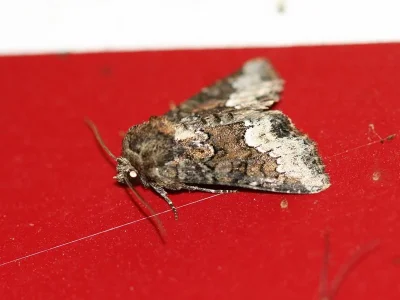Oligia strigilis
