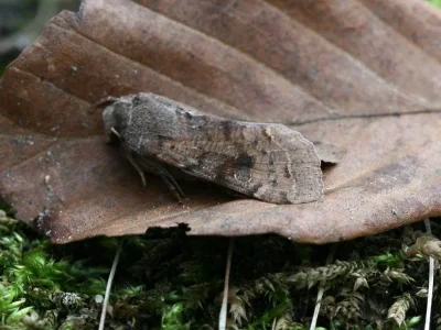 Orthosia (Orthosia) incerta