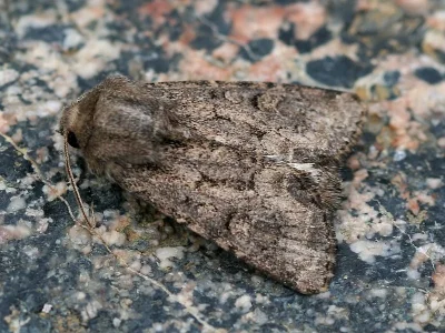 Luperina testacea