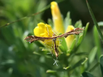 Oxyptilus chrysodactyla