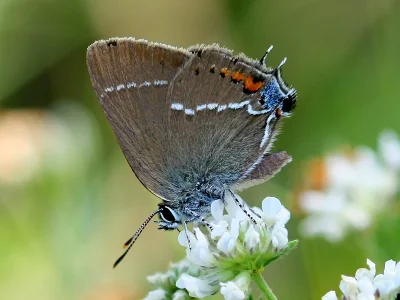 Satyrium (Strymonidia) spini
