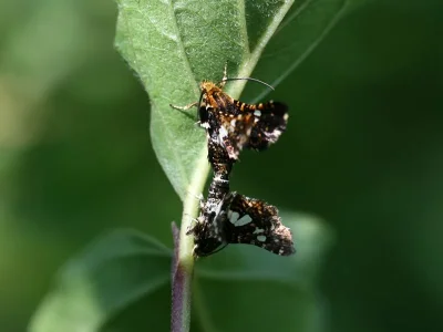 Thyris fenestrella
