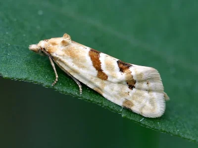 Aethes smeathmanniana
