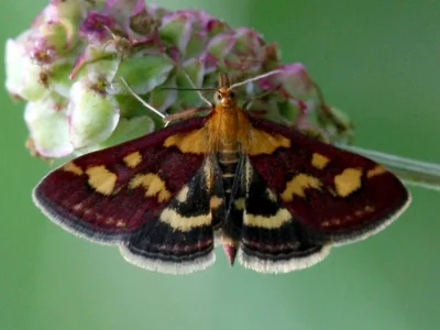 Pyrausta purpuralis