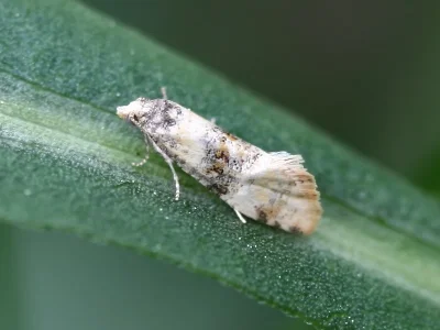 Thyraylia nana