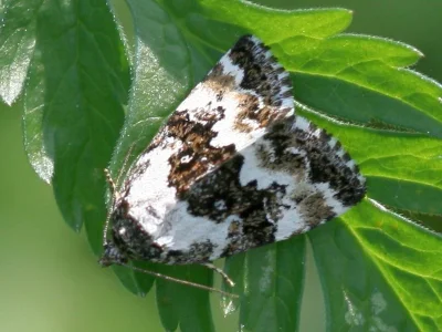 Deltote deceptoria