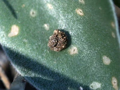 Apterona helicoidella