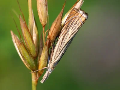 Chrysoteuchia culmella