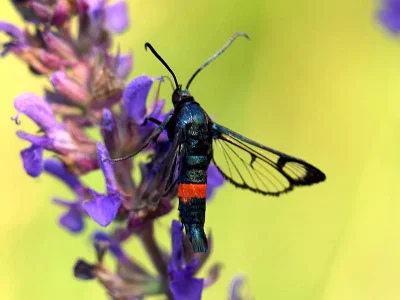 Synanthedon stomoxiformis