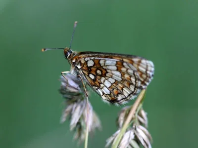 Melitaea (Mellicta) aurelia