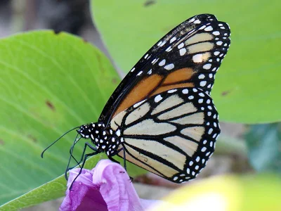 Danaus (D.) plexippus megalippe