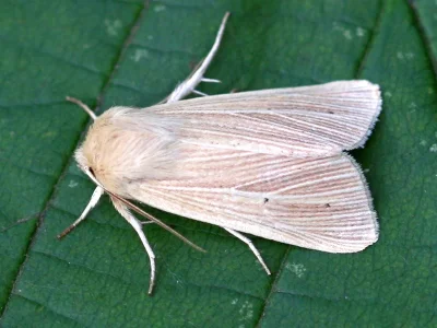 Mythimna (Mythimna) pallens