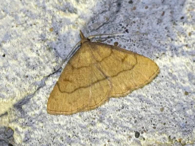 Paracolax tristalis