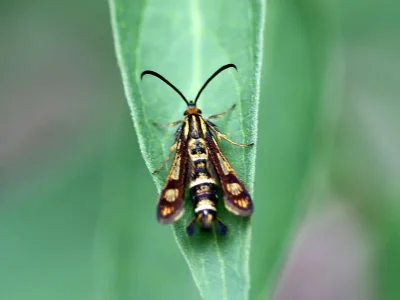 Chamaesphecia (Chamaesphecia) empiformis