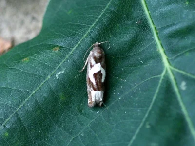 Epiblema foenella
