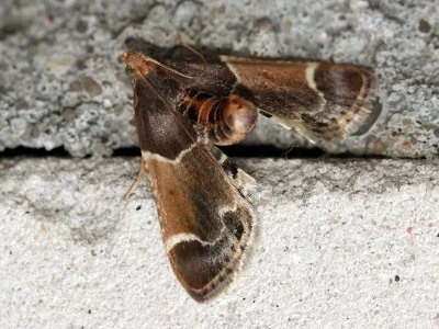 Pyralis farinalis