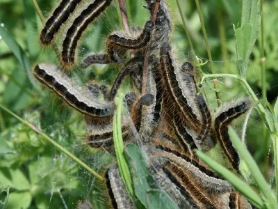 Malacosoma (M.) franconica