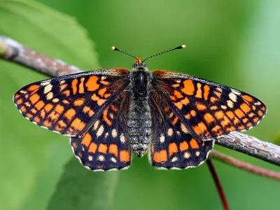 Euphydryas (Hypodryas) maturna