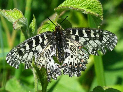 Zerynthia (Zerynthia) polyxena