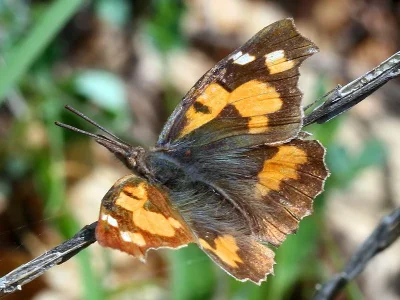 Libythea celtis