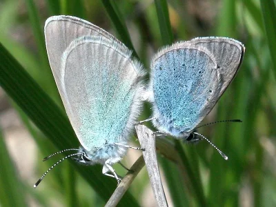 Glaucopsyche alexis