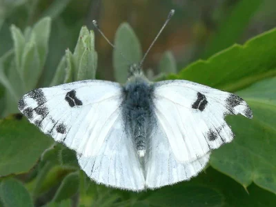 Pontia edusa