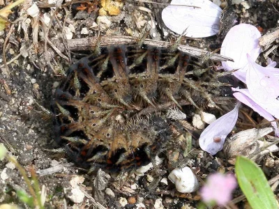 Argynnis (Pandoriana) pandora