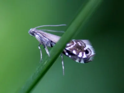 Glyphipterix simpliciella
