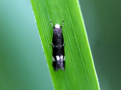Elachista (Elachista) albifrontella