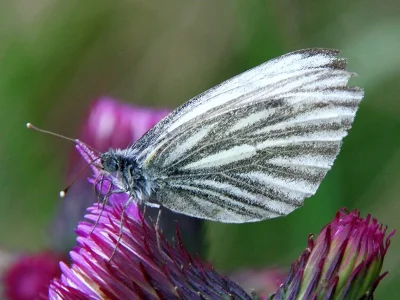 Pieris (Artogeia) bryoniae