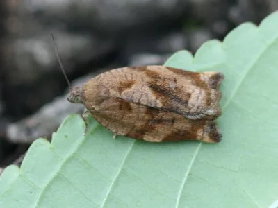 Archips rosana