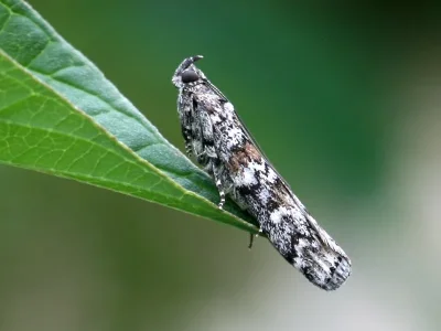 Dioryctria abietella