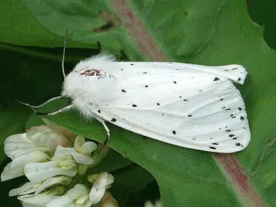 Spilosoma lubricipeda