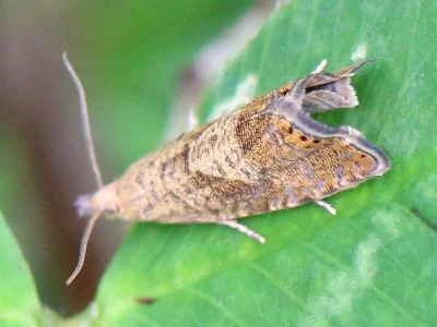 Dichrorampha alpestrana