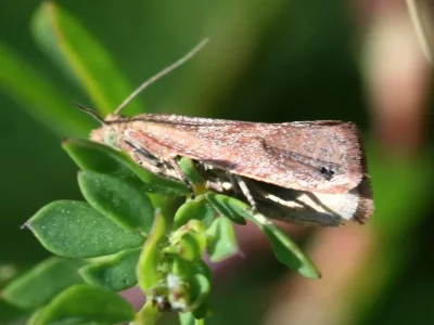 Celypha rosaceana