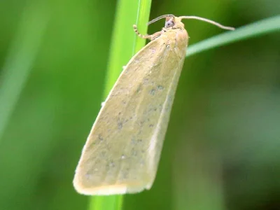 Zelotherses paleana