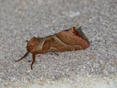 Triodia sylvina