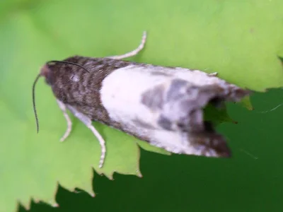 Spilonota ocellana