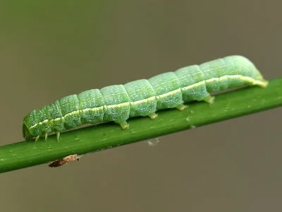 Orthosia (O.) incerta