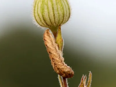 Hadena (H.) bicruris