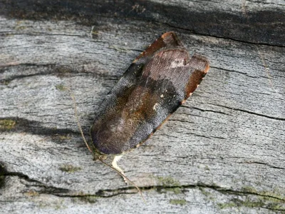 Noctua janthe