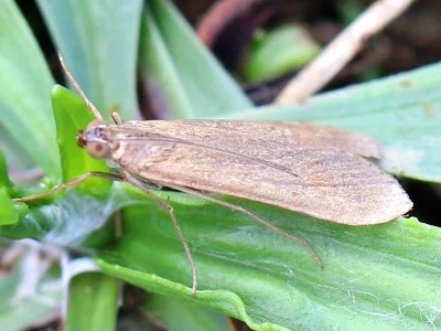 Nomophila noctuella