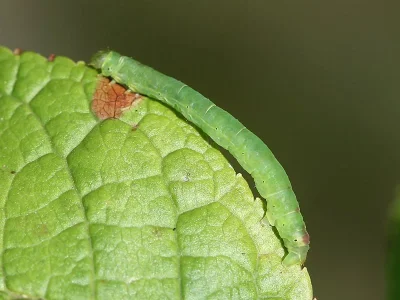 Lomographa bimaculata