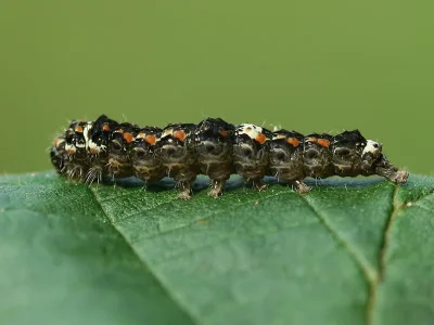 Eilema (Wittia) sororcula