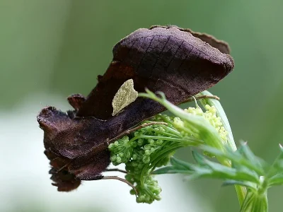 Autographa bractea