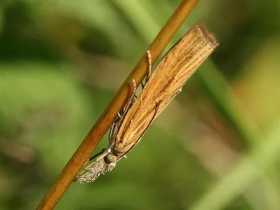 Agriphila tristella