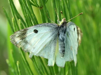 Colias hyale