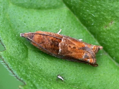 Epinotia tenerana