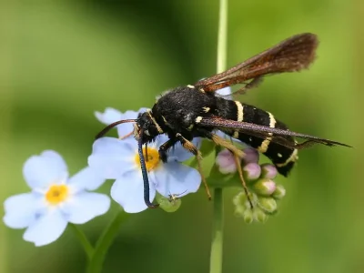 Paranthrene tabaniformis