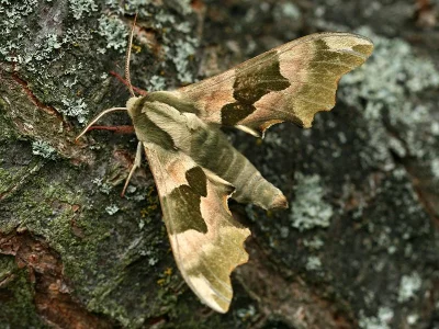 Mimas tiliae